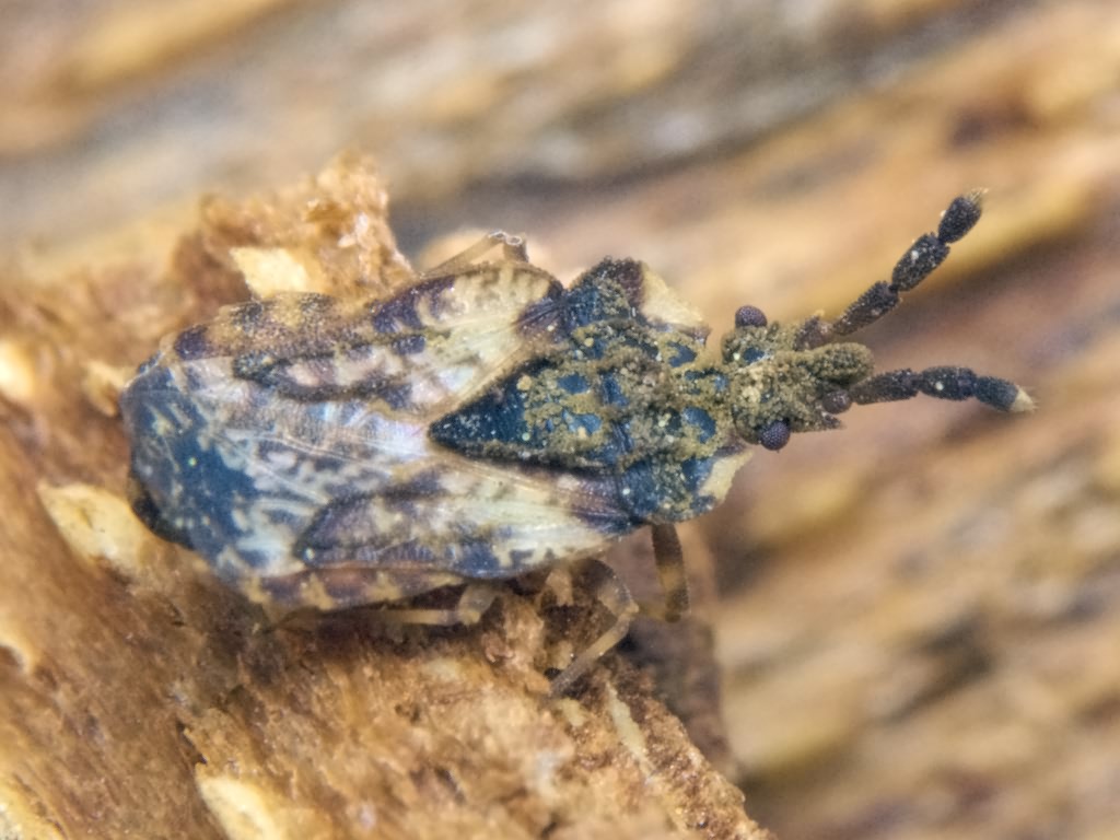Aradus depressus (Fabricius, 1794)